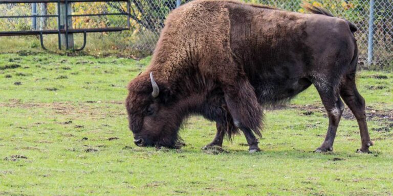 Bison representing provinces of Saskatchewan and Manitoba