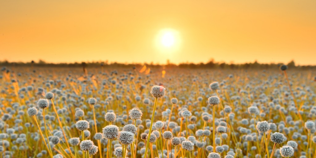 Prairies